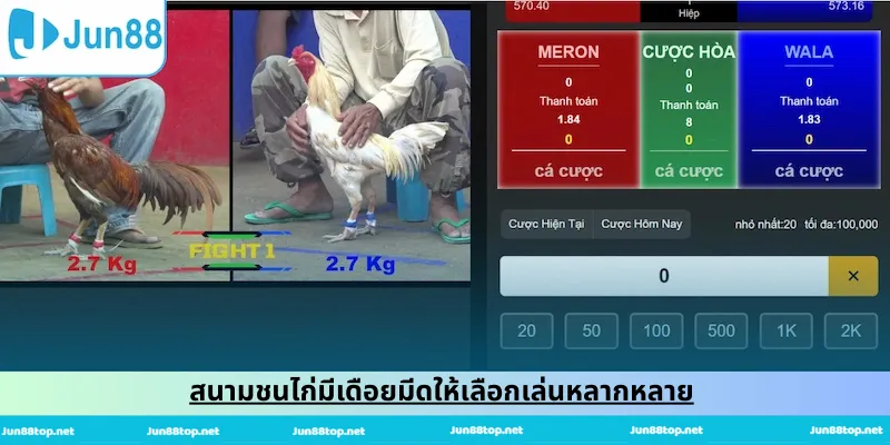 สนามชนไก่มีเดือยมีดให้เลือกเล่นหลากหลาย